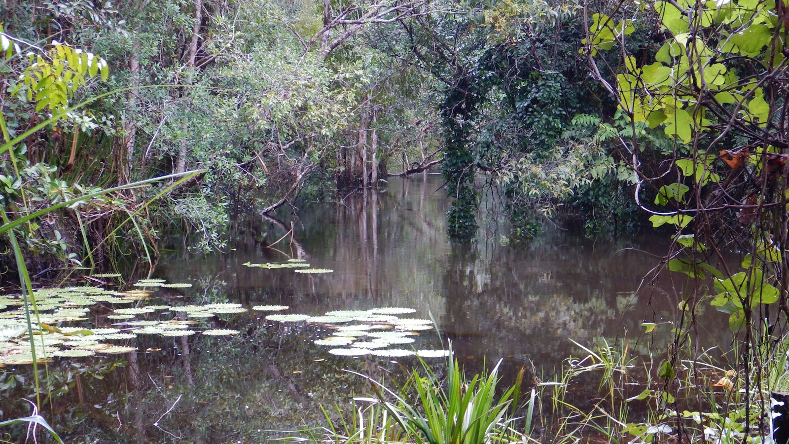 Russell River National Park