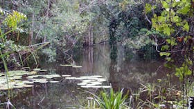 Russell River National Park