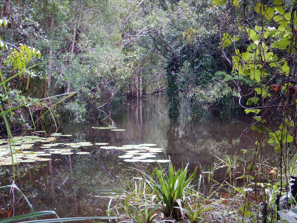 River with lily pads and overhanging vegetation