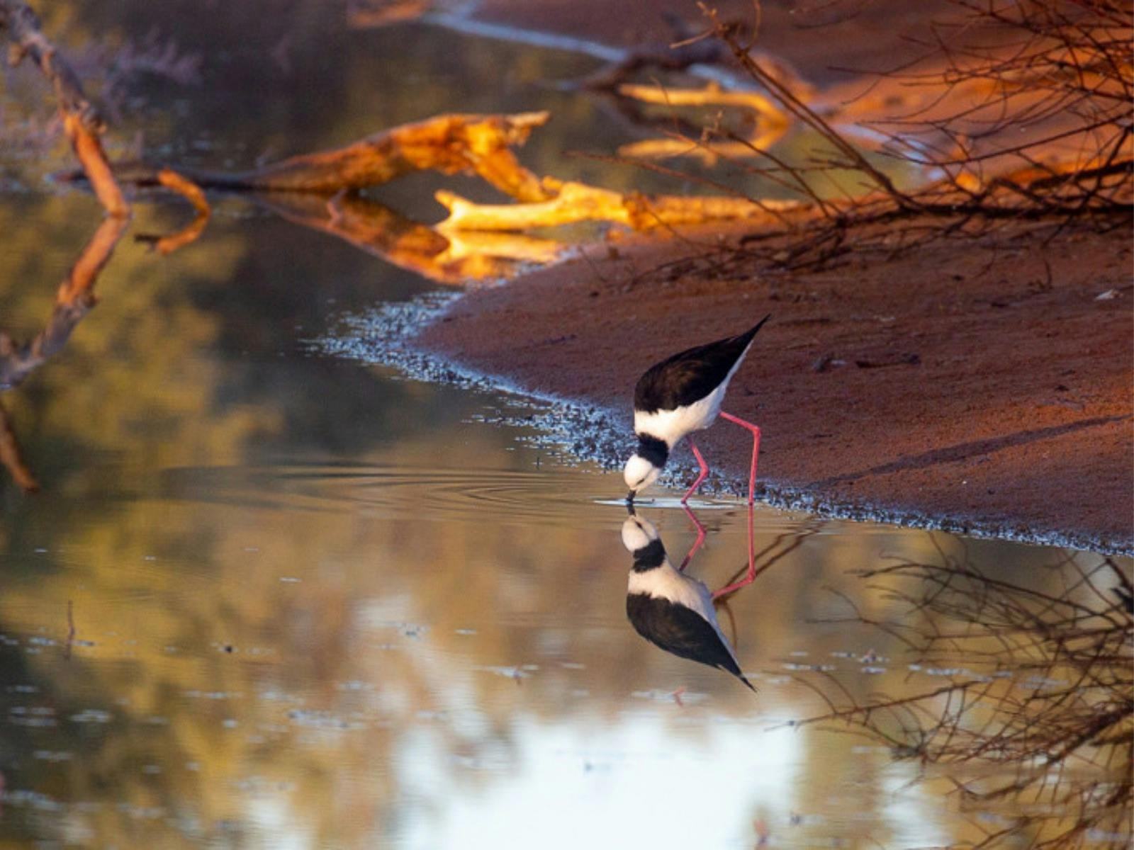 Bowra Wildlife Sanctuary