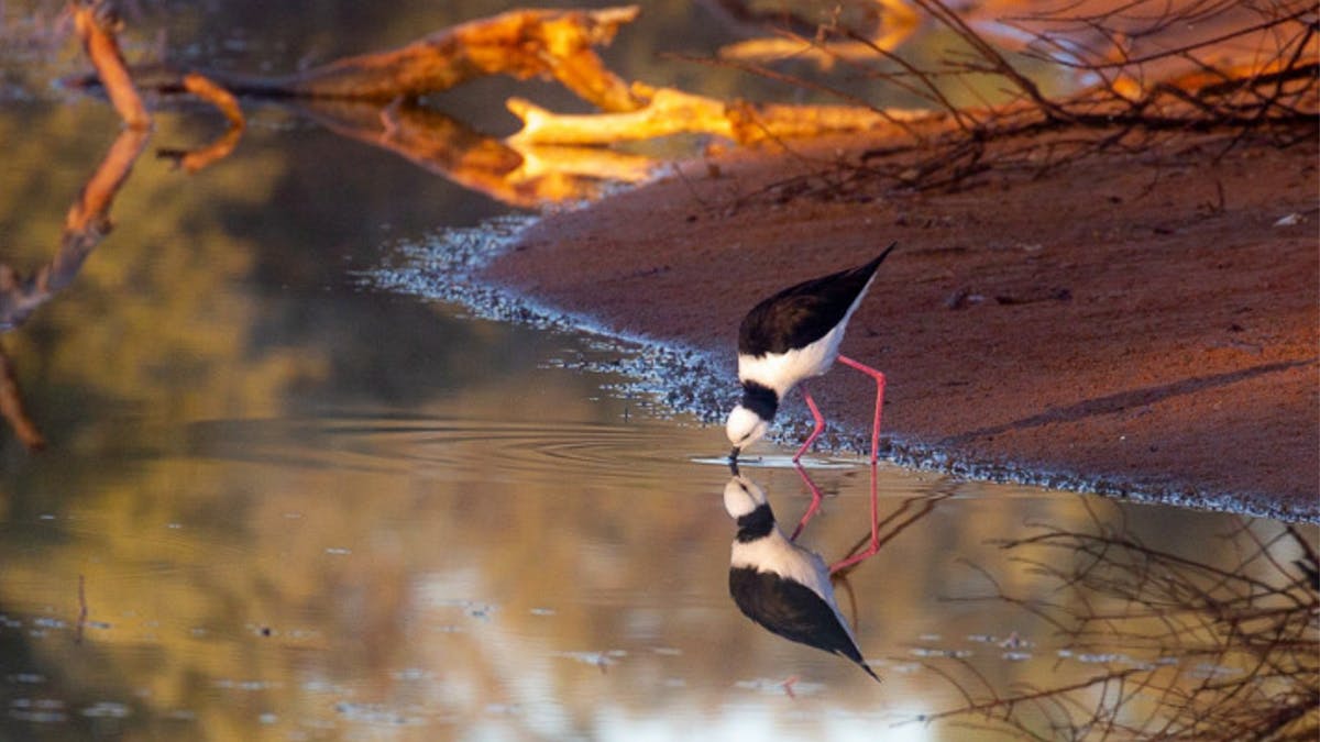 Bird fauna at Bowra is prolific with over 200 species including nine threatened species.