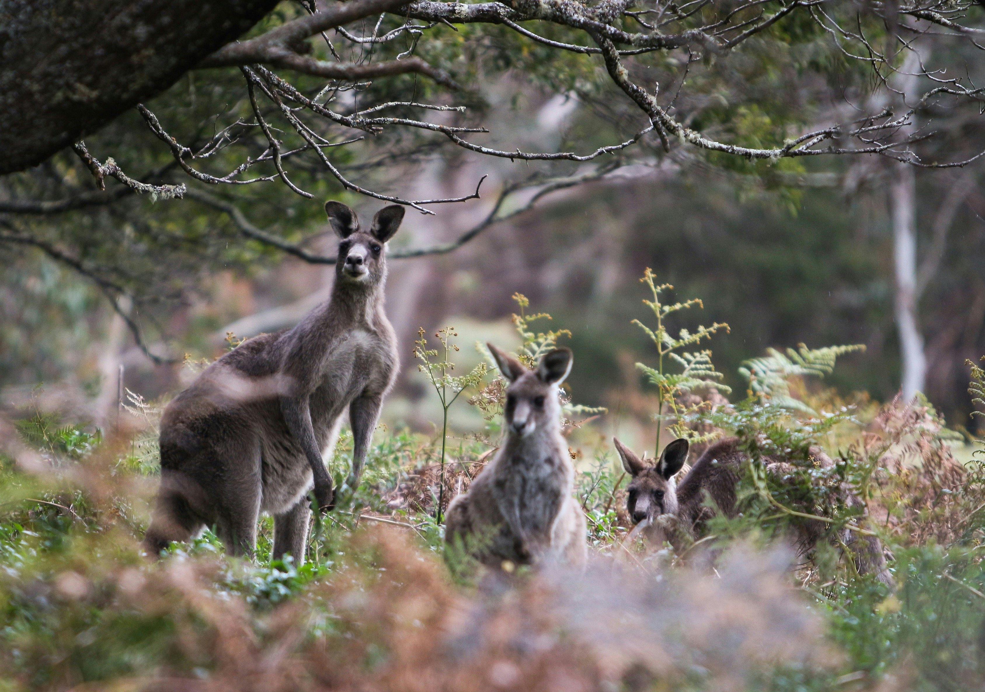Wildlife Tours - Blue Mountains, Kängurus in freier Wildbahn, Reiseziel NSW