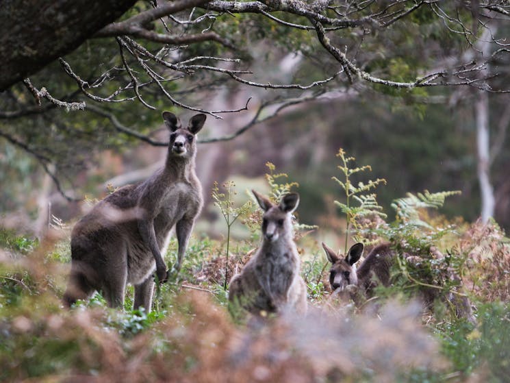 Wildlife Tours - Blue Mountains, Kangaroos in the wild, Destination NSW