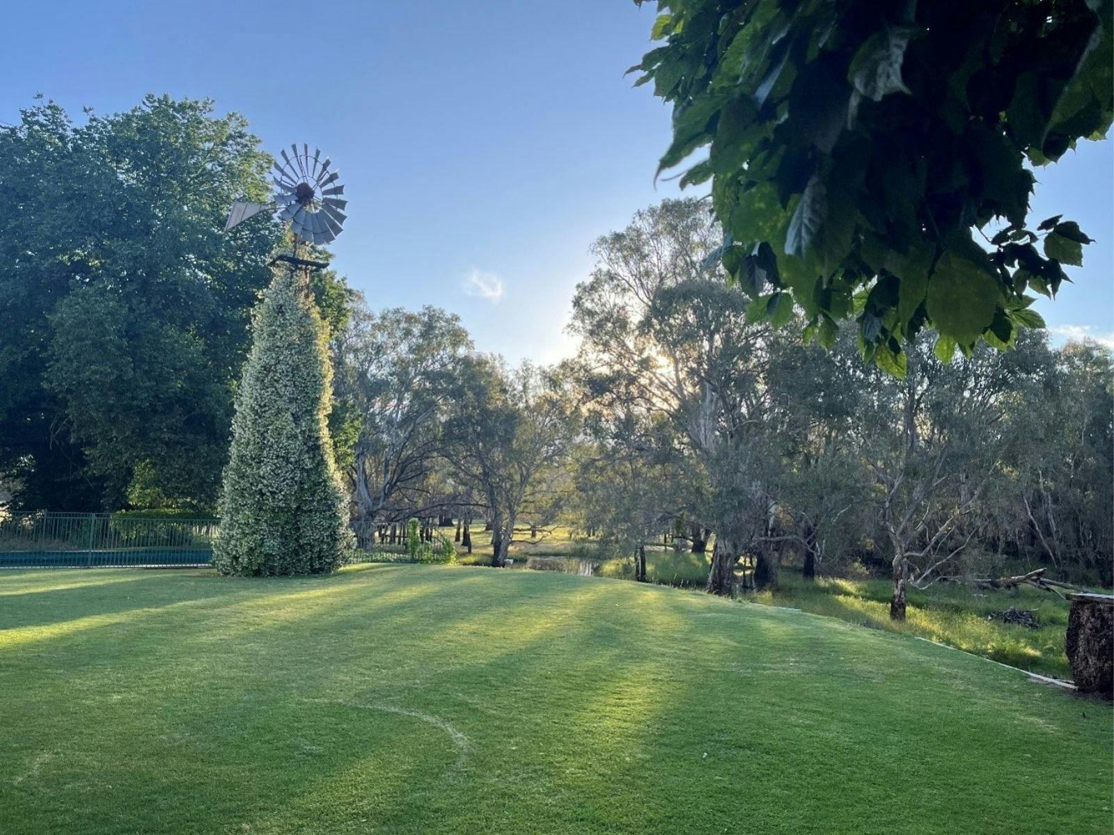 lawn and conical topiary