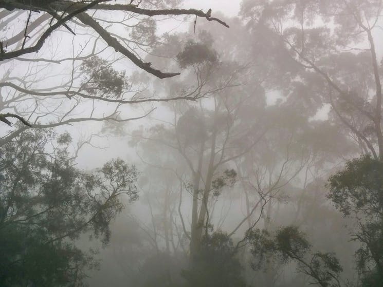 Ben Ricketts is beautiful on a misty morning