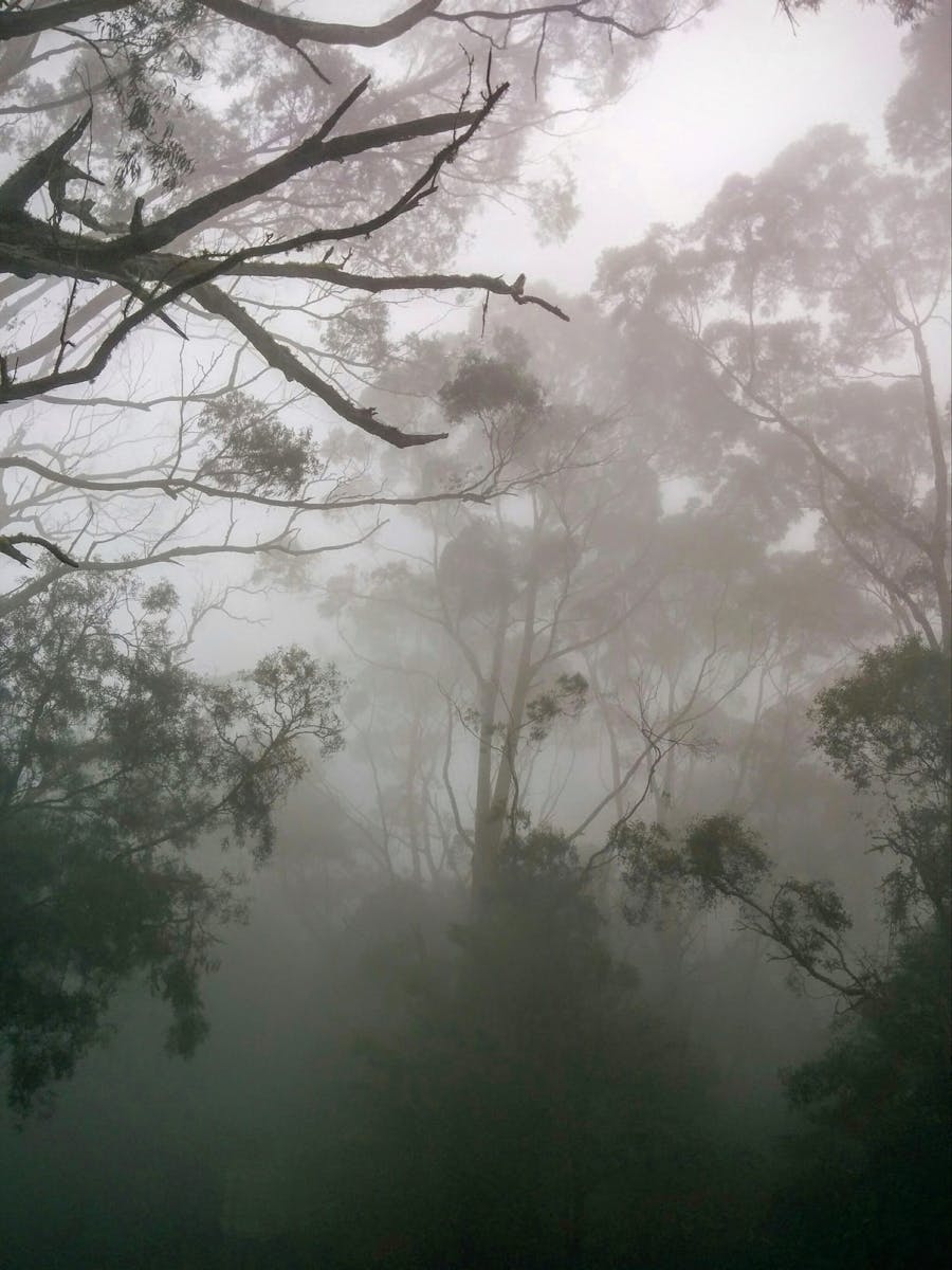 Ben Ricketts is beautiful on a misty morning