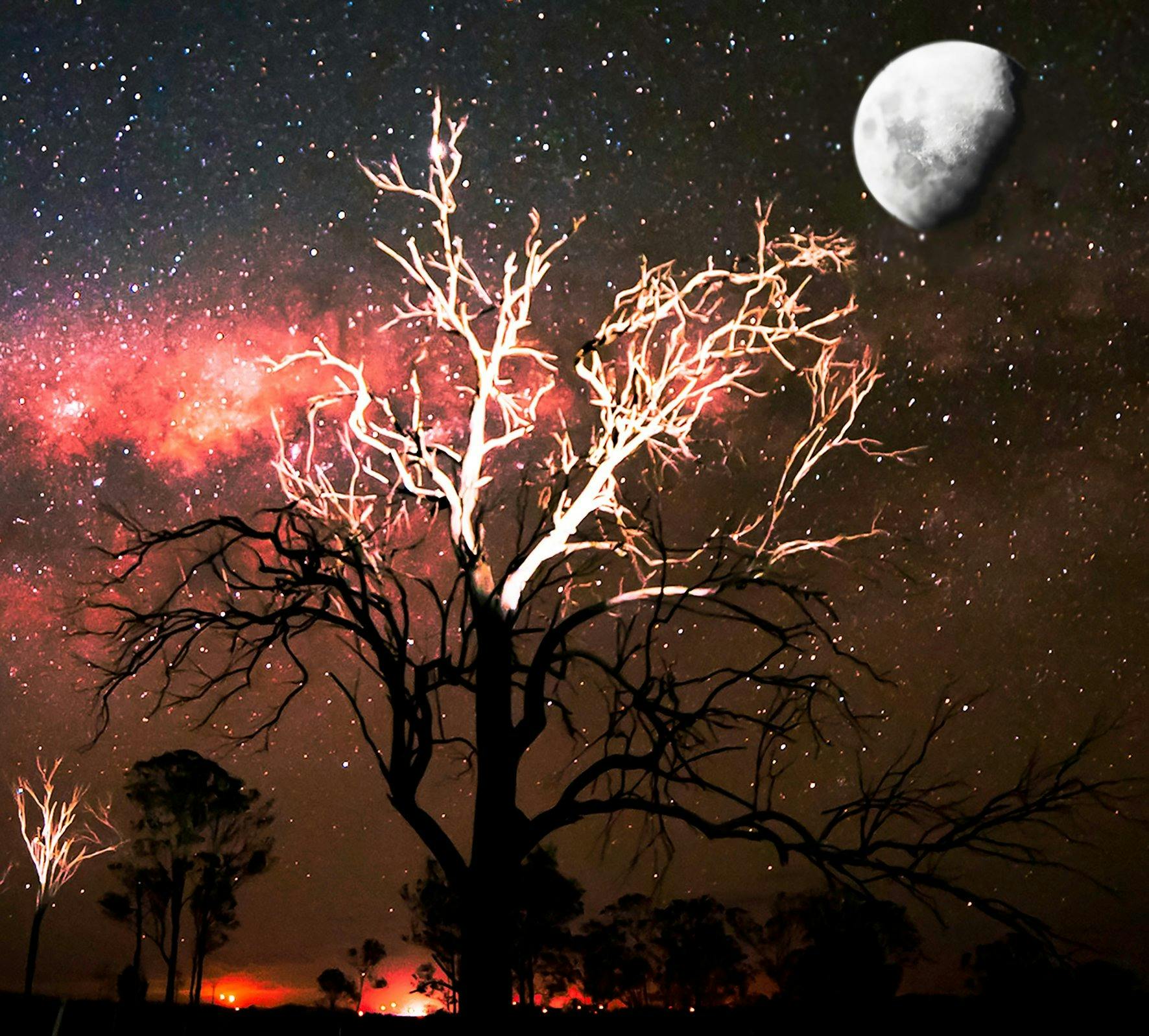 Tree in the moonlight