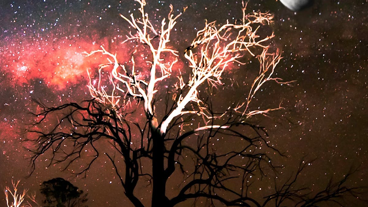 Tree in the moonlight