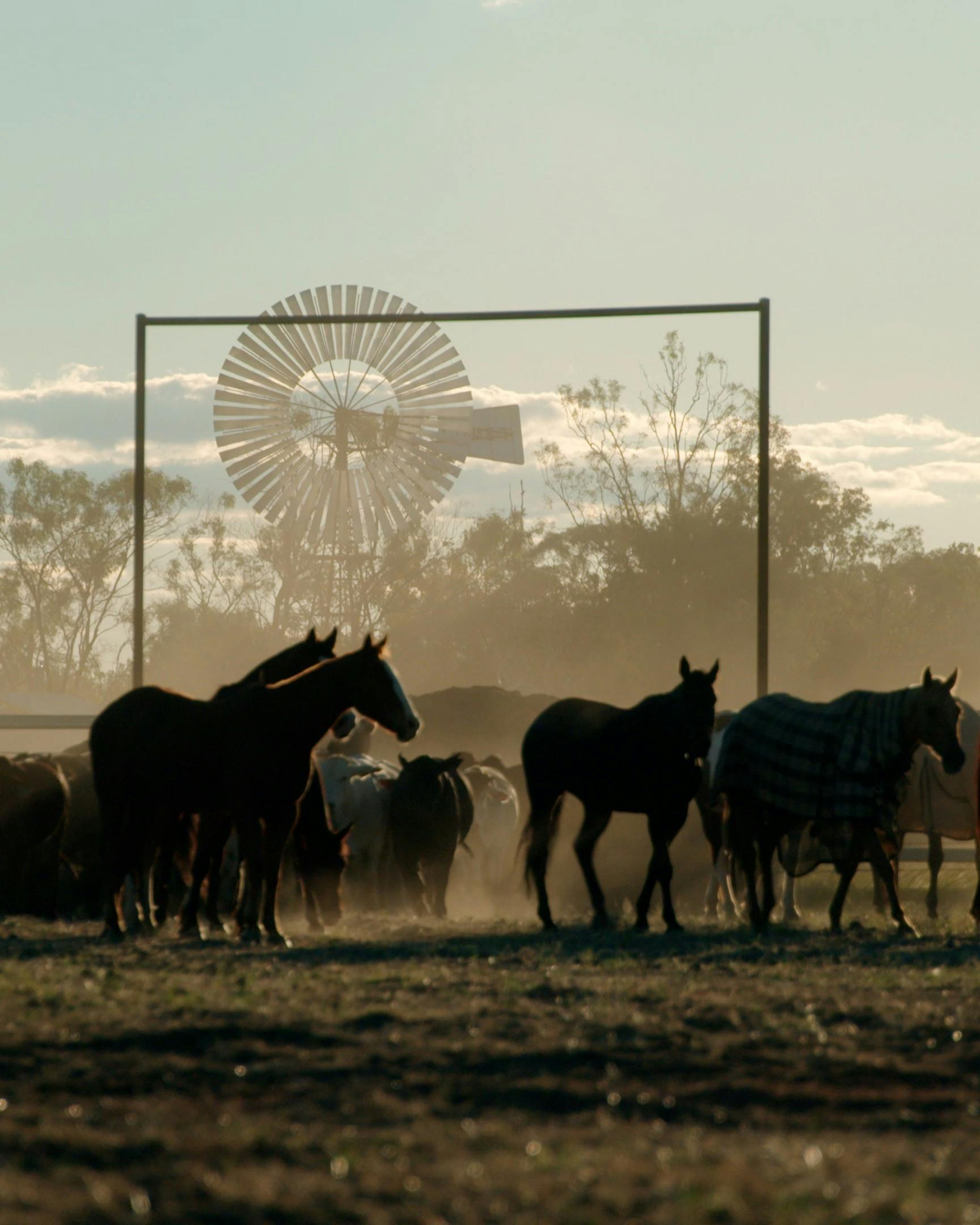 Outback Queensland Cattle Drive