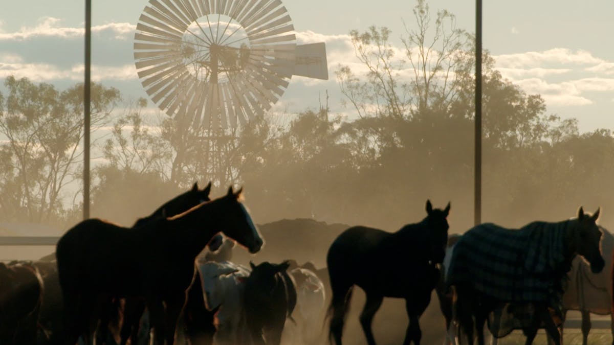 Outback Queensland Cattle Drive