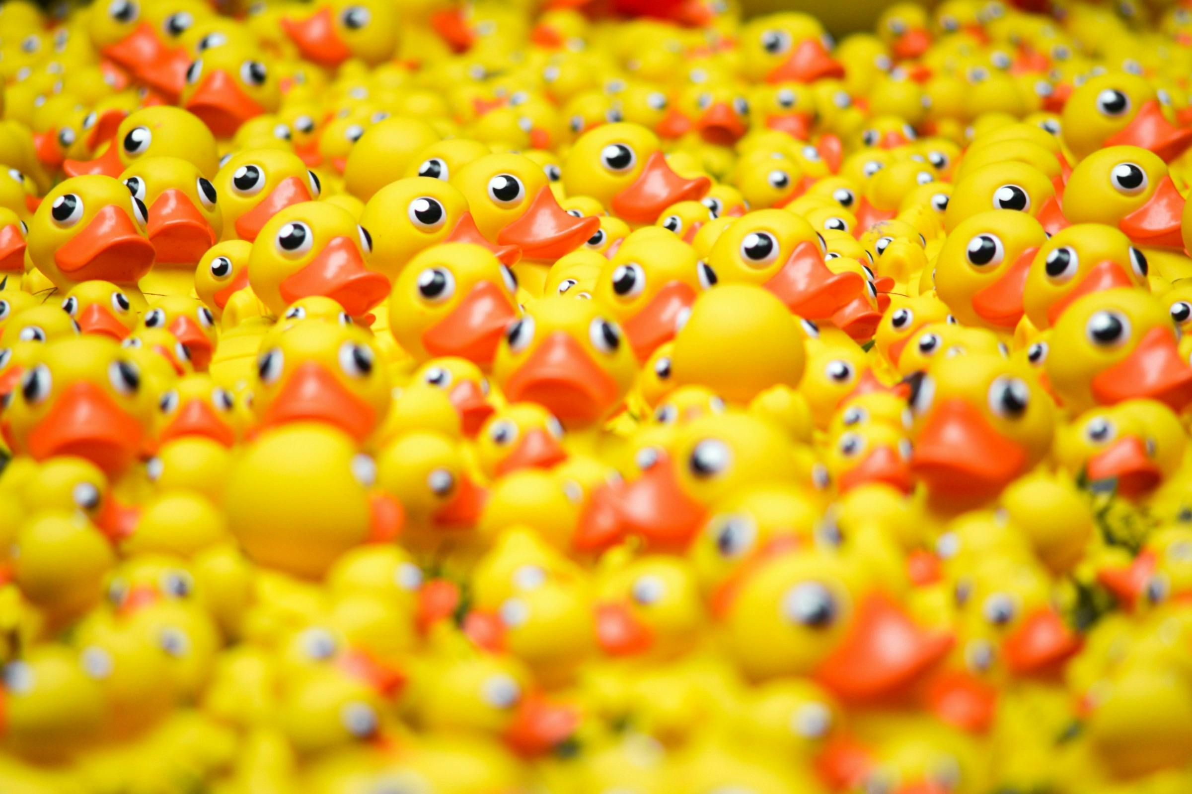 Mighty Murrumbidgee River Duck Race