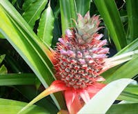 Pineapple Tropical Gardens Palm Cove Tropic