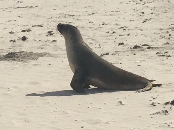 Kangaroo Island