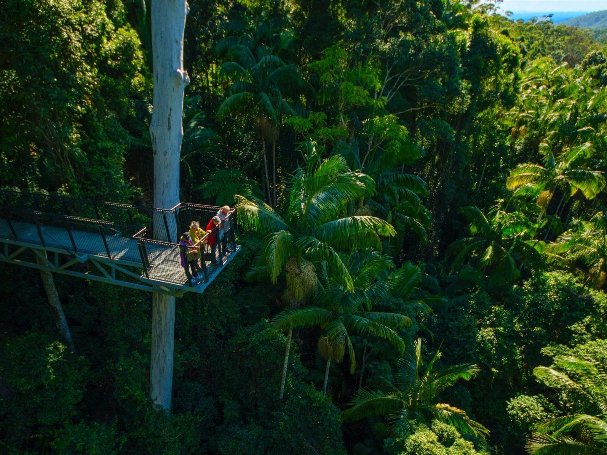 Tamborine Rainforest Skywalk Tamborine Rainforest Skywalk