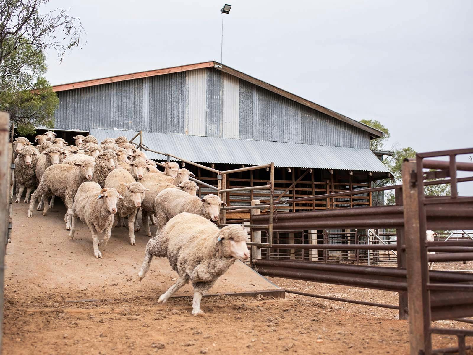 A herd of merino sheep running down the shearing shed ramp