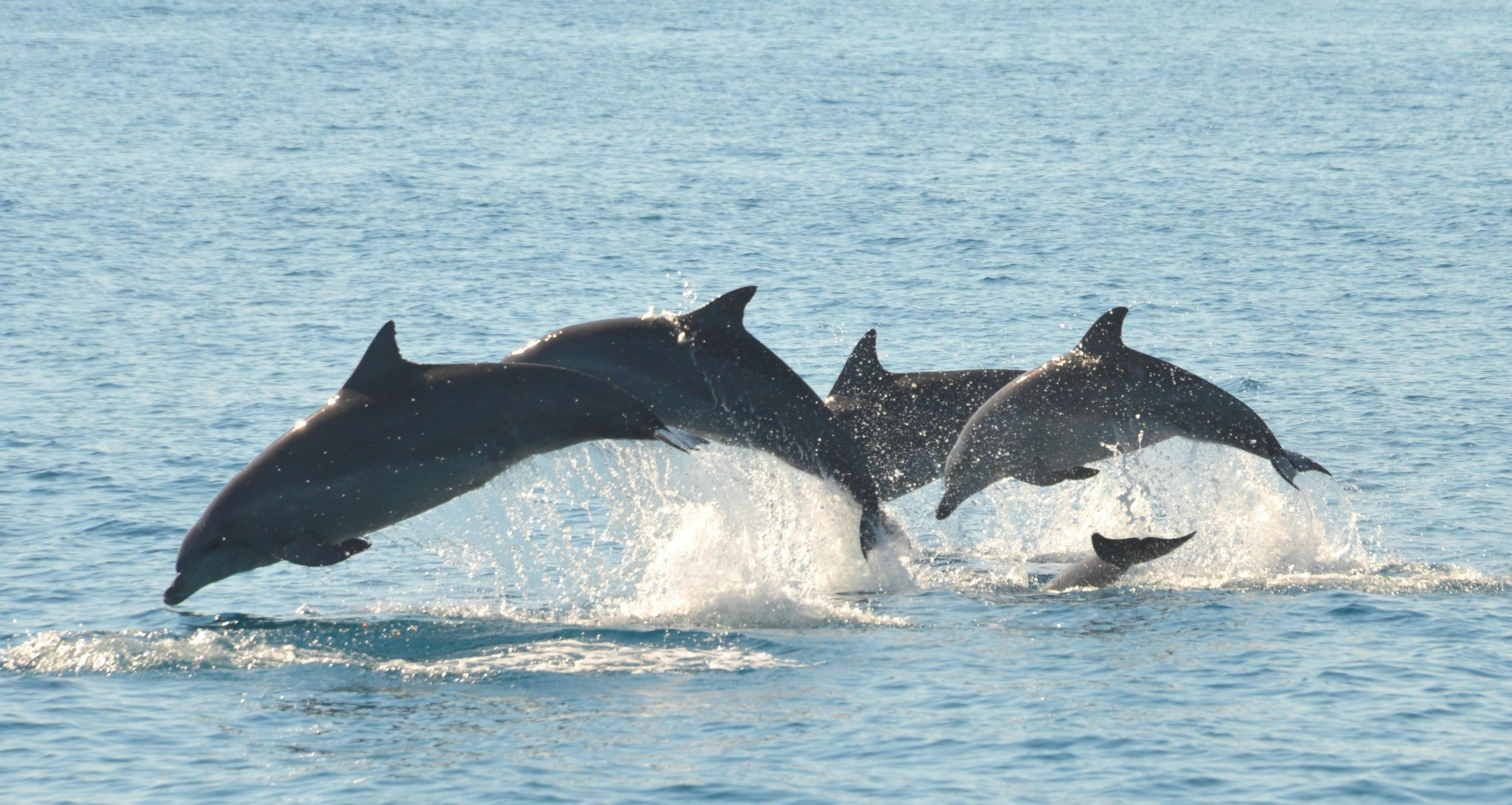 Dolphins playing
