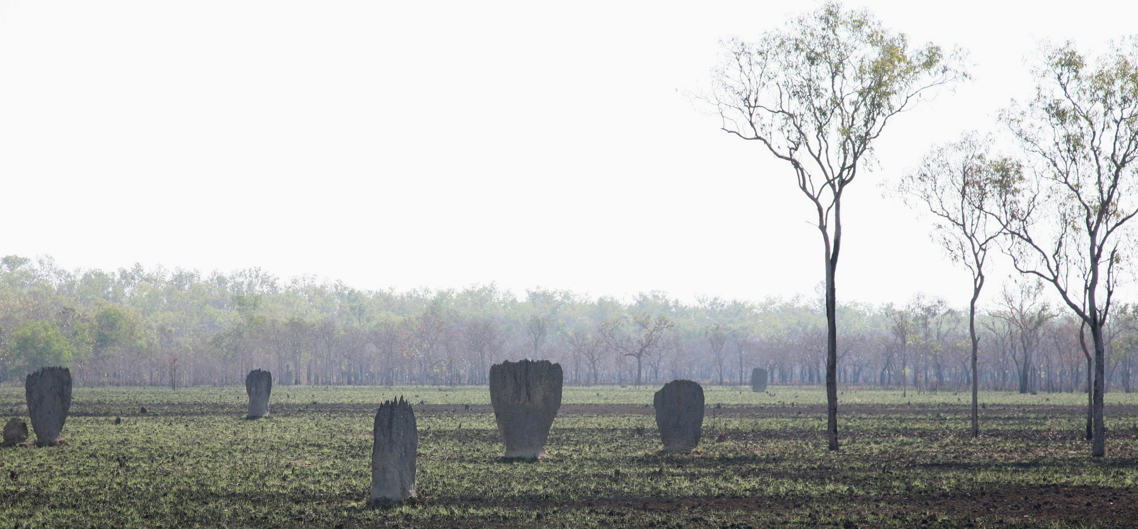 Magnetic termite mounds on the Reynolds River track.