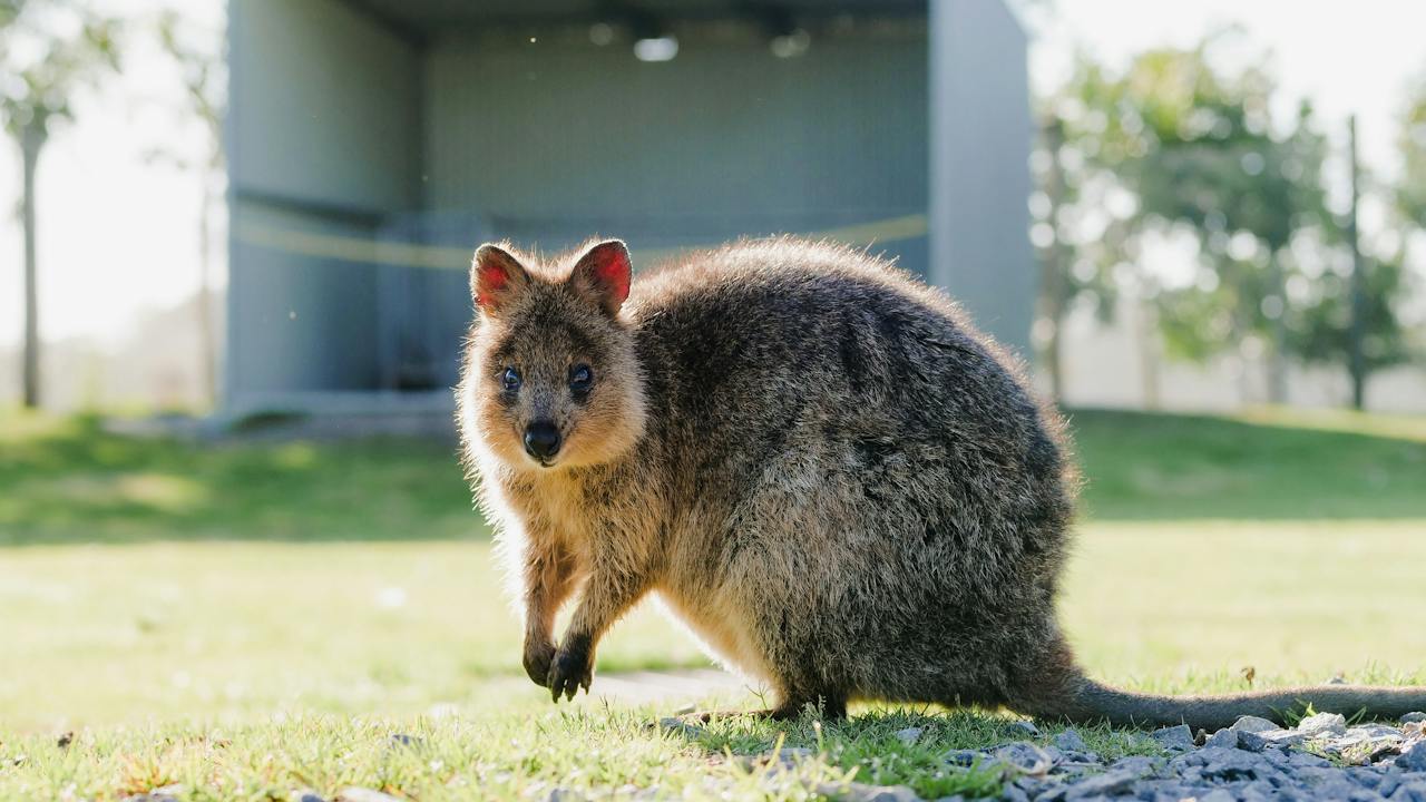 Oakvale Quokka
