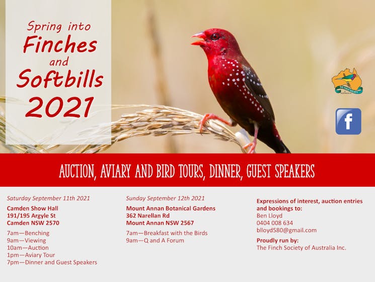 Spring into Finches and Softbills 2021