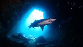 South West Rocks Dive Centre