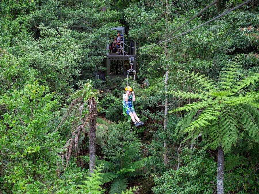 Zipline Tour at Illawarra Fly Treetop Adventures