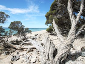 coffin-bay-tree