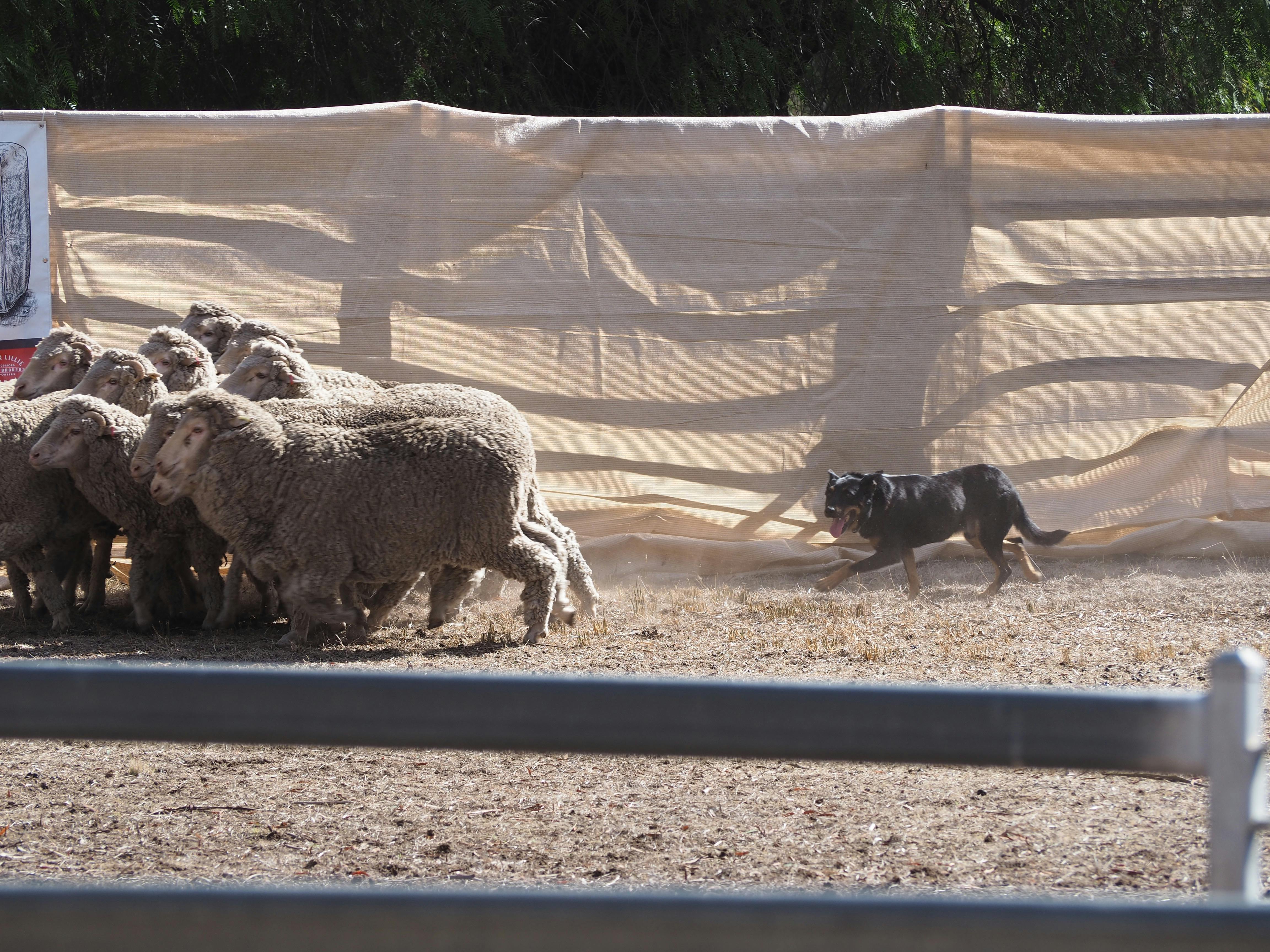 sheep dog at work moving sheep into position for the competition
