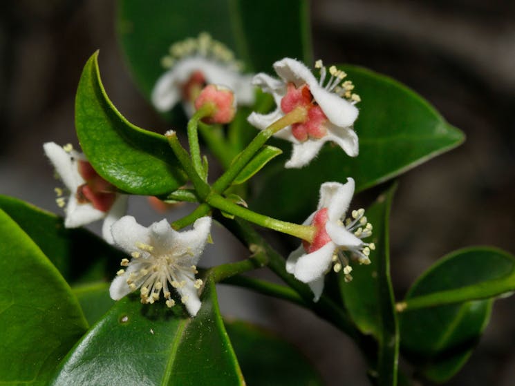 Example of the Northern Rivers rainforest flora