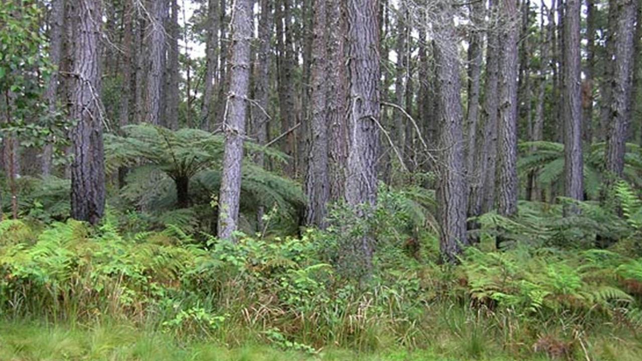 Daisy Plains picnic area
