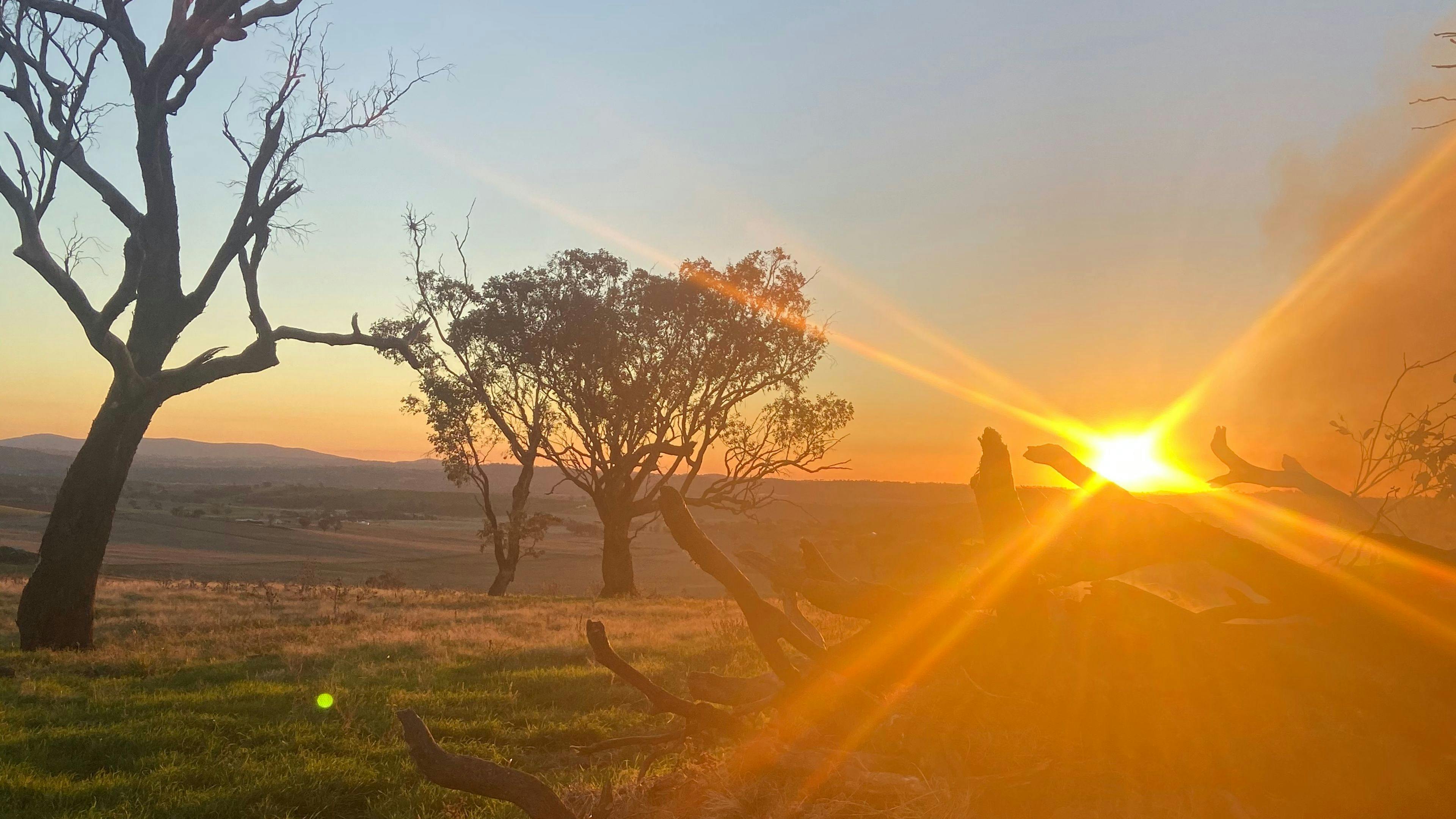 デイジーベール