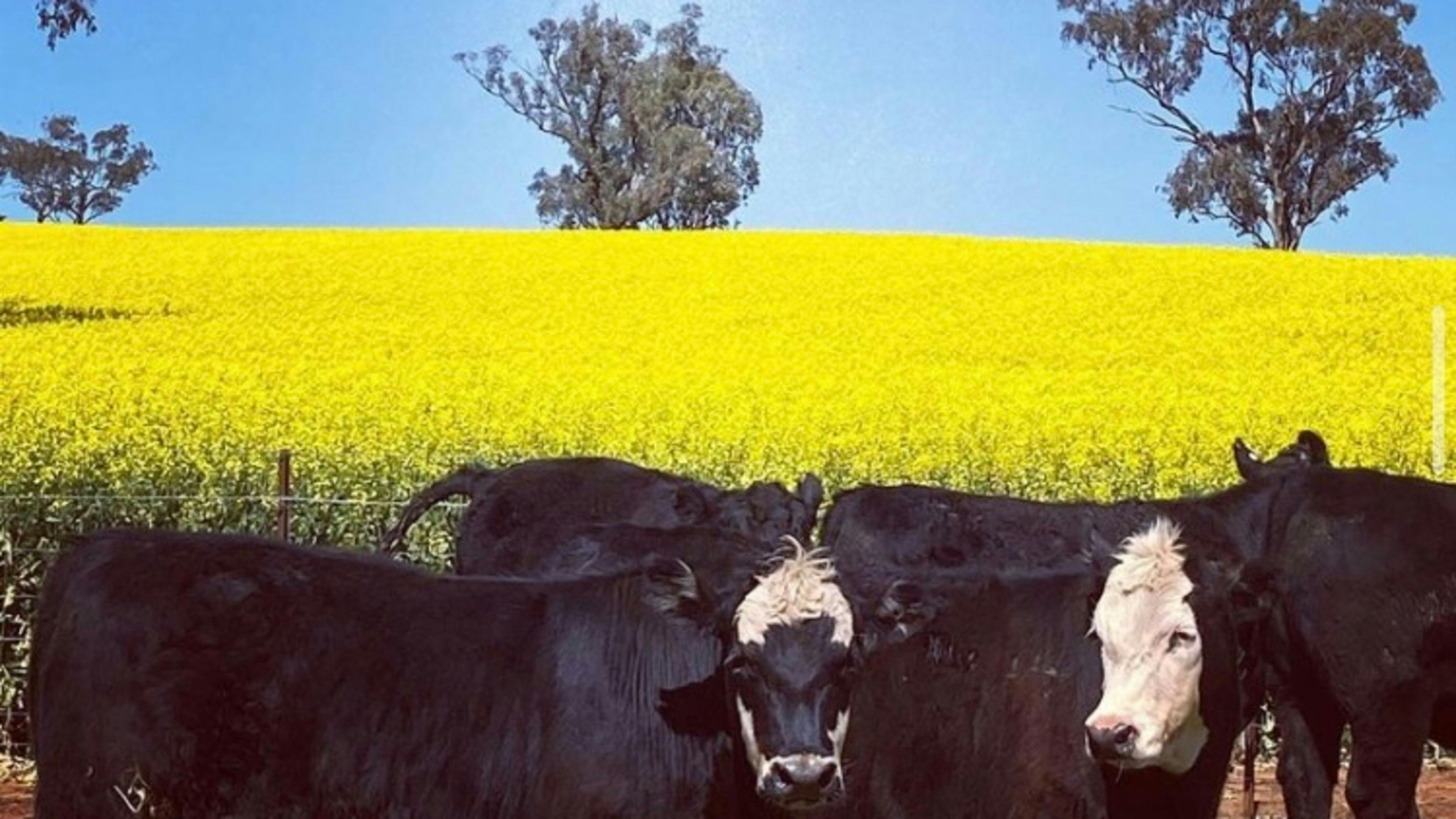 デイジーベール