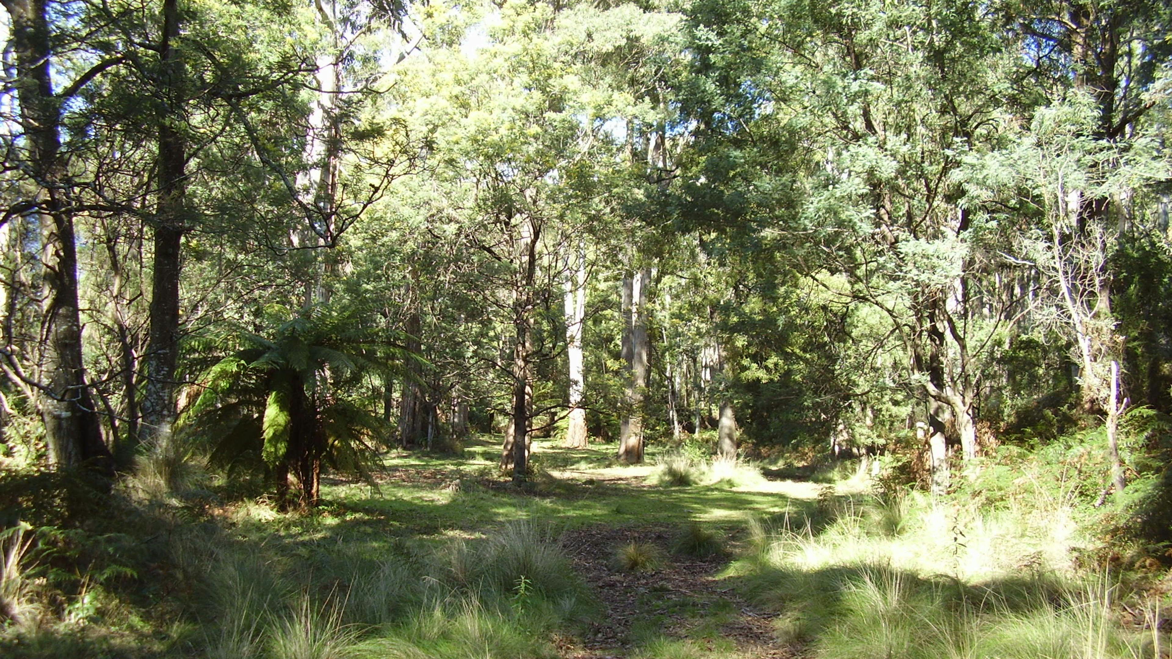 Beautiful forested areas