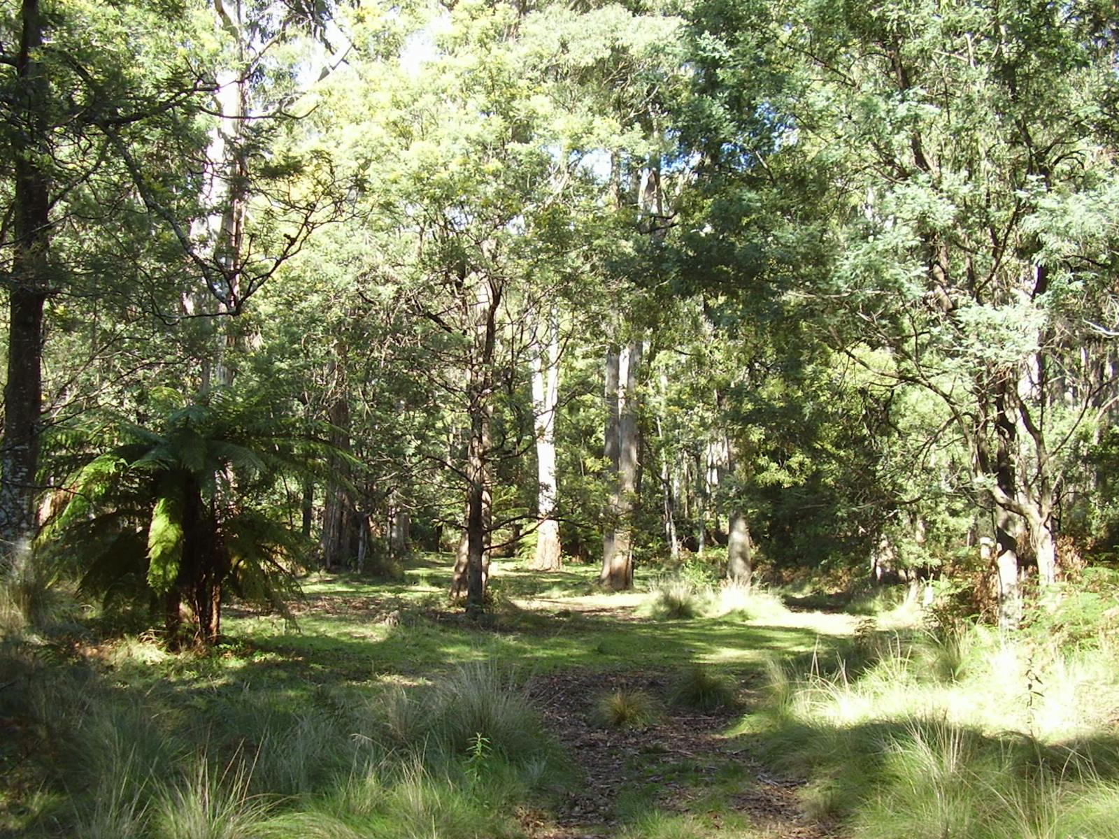 Beautiful forested areas