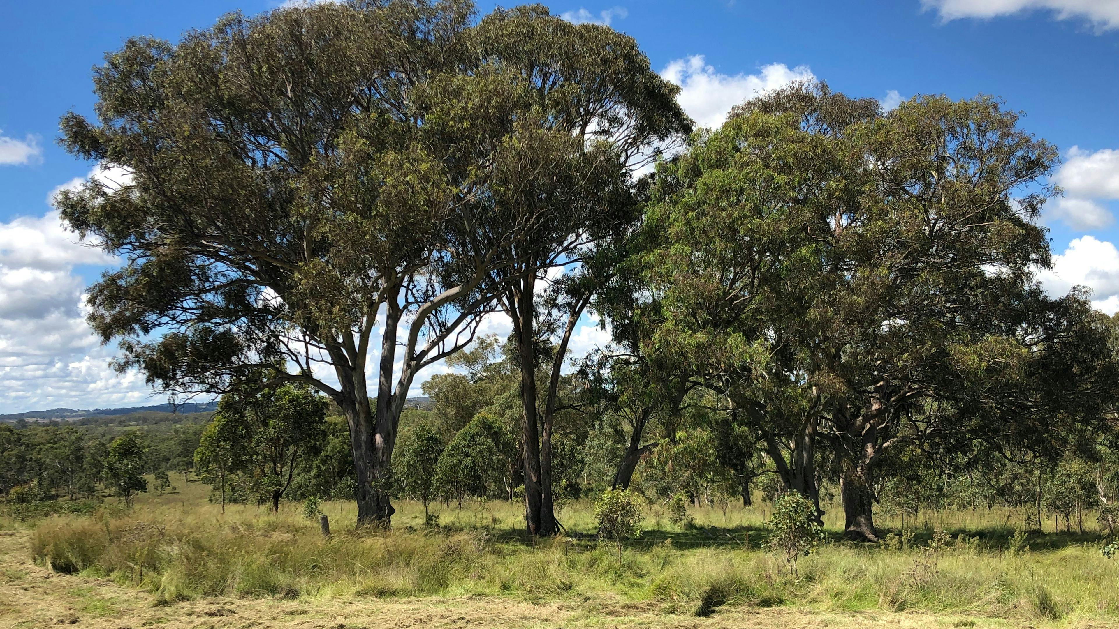 달모악 부시 리트리트