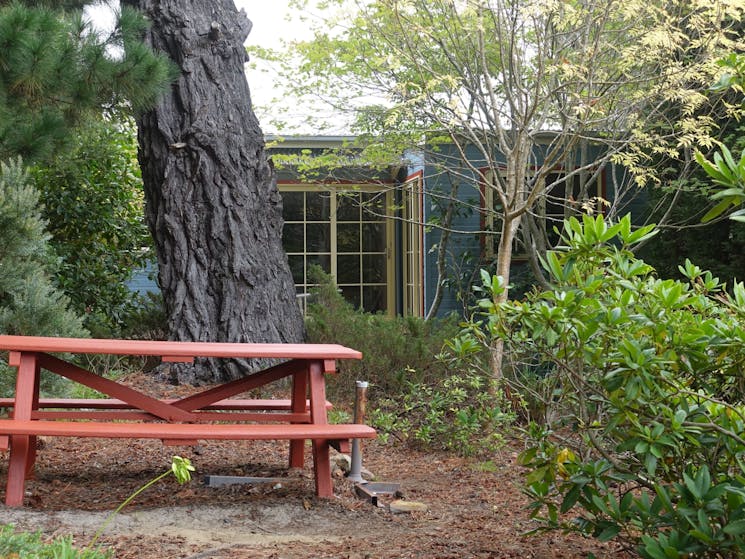 The picnic table in the backyard under enormous pine trees