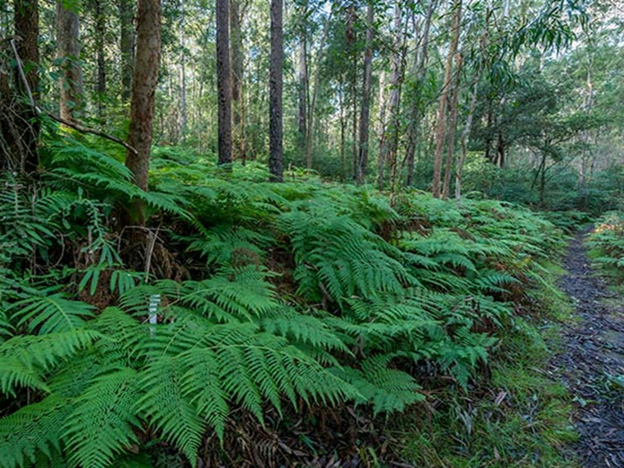 Lush rainforest, Dalrymple-Hay Nature Reserve. Photo: John Spencer &copy; DPIE