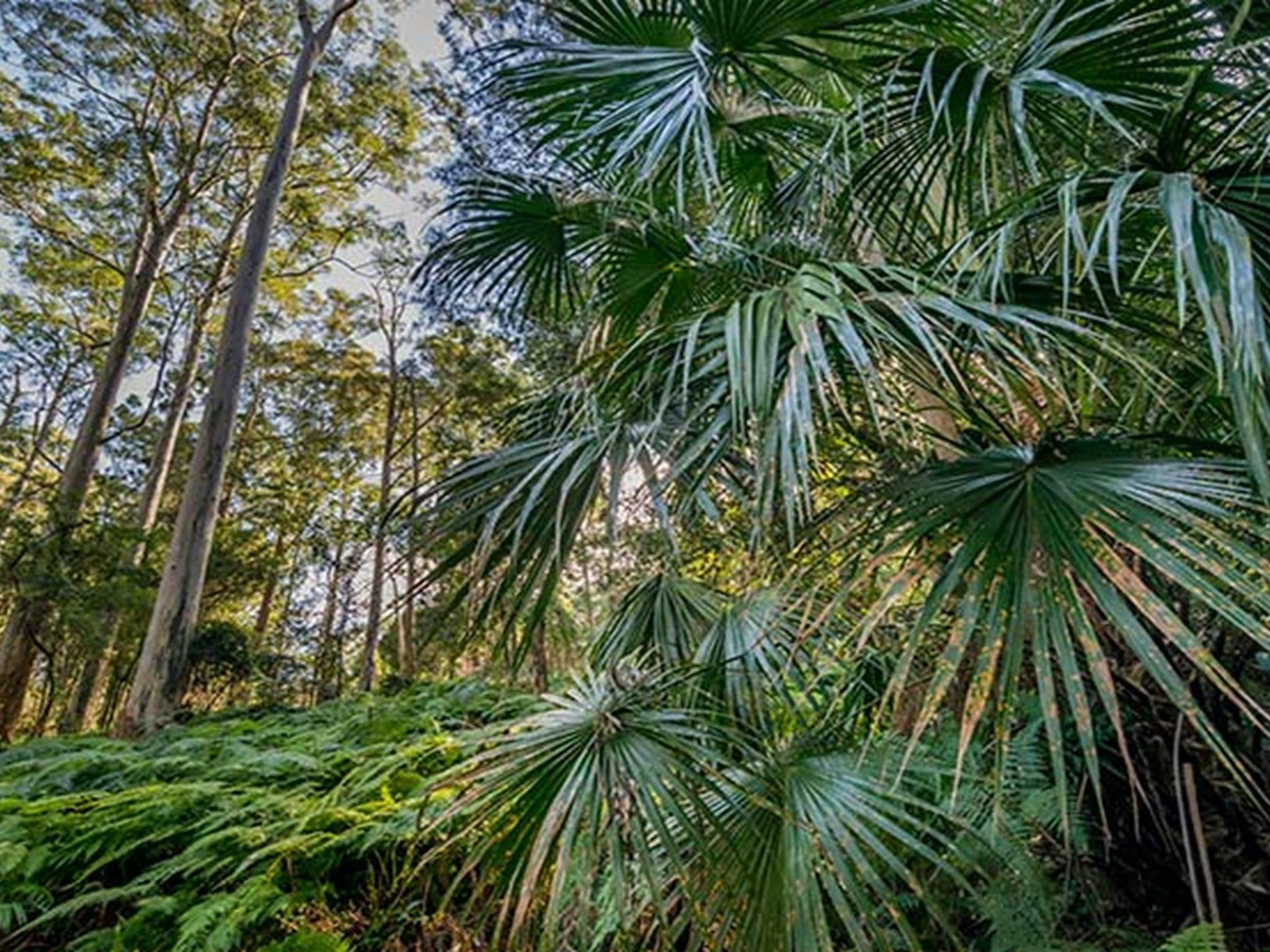 Lush rainforest, Dalrymple-Hay Nature Reserve. Photo: John Spencer &copy; DPIE
