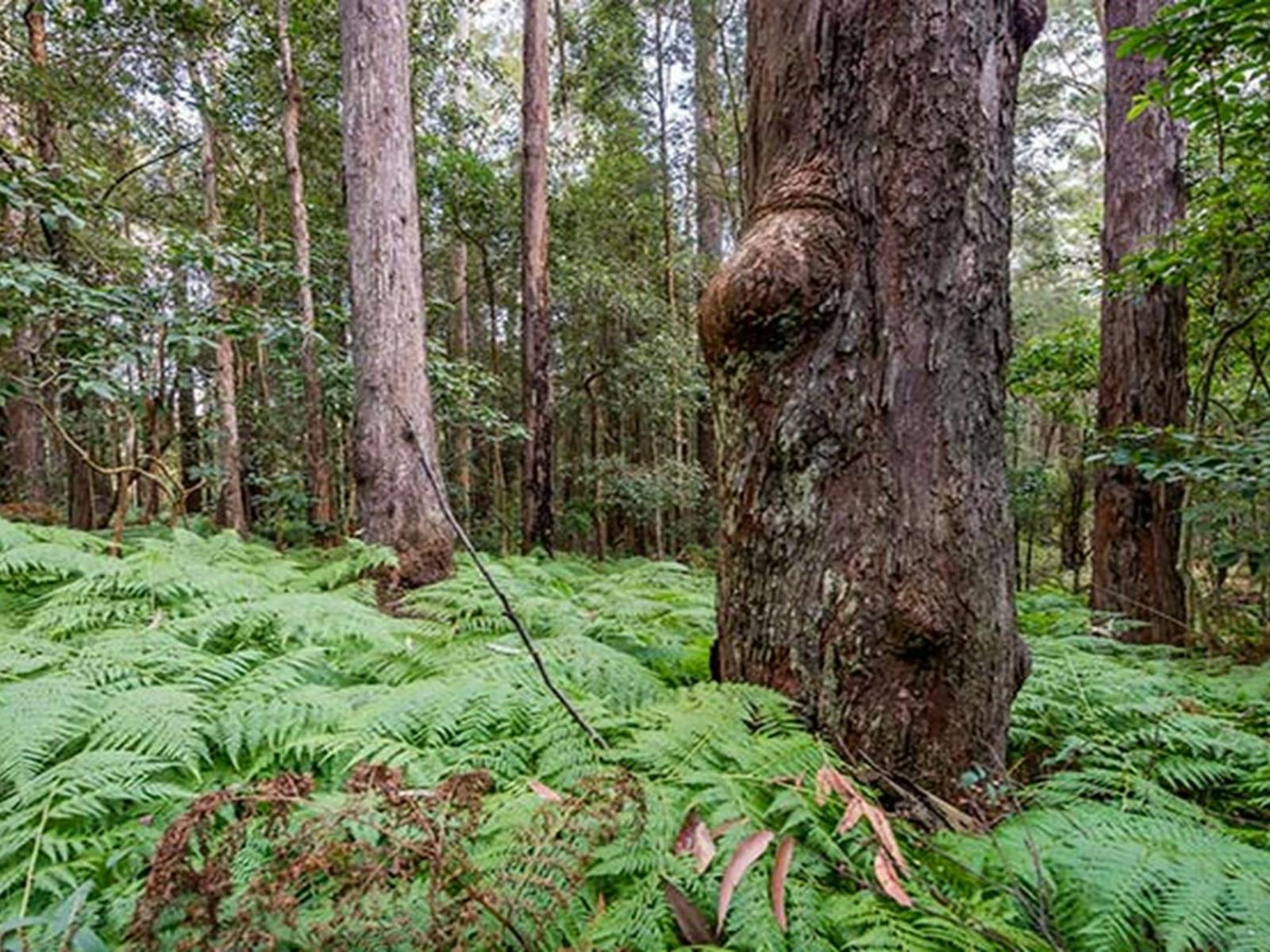 Blue gum forest, Dalrymple-Hay Nature Reserve. Photo: John Spencer © DPIE