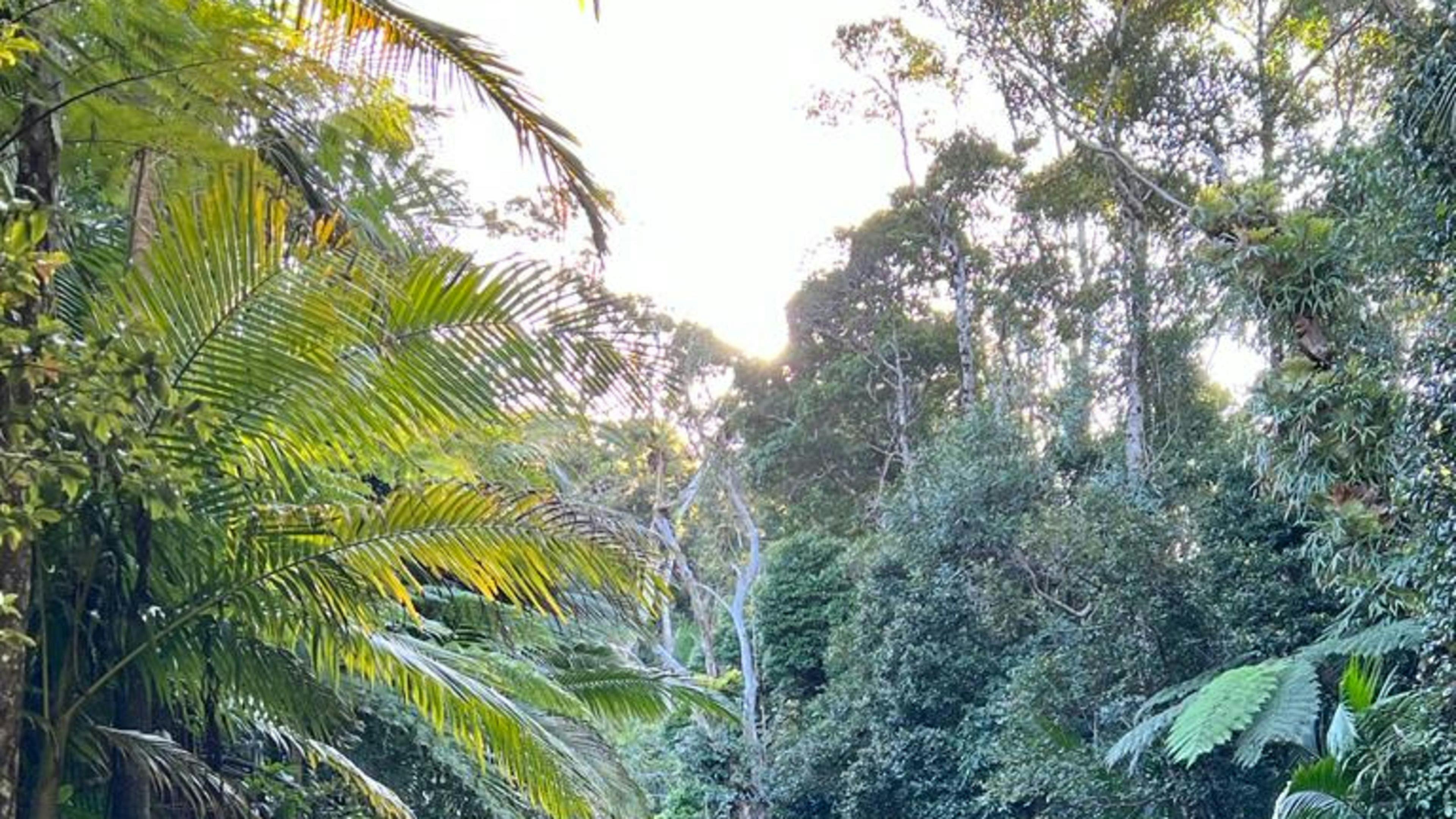 Dalrymple Heights Rainforest Stay