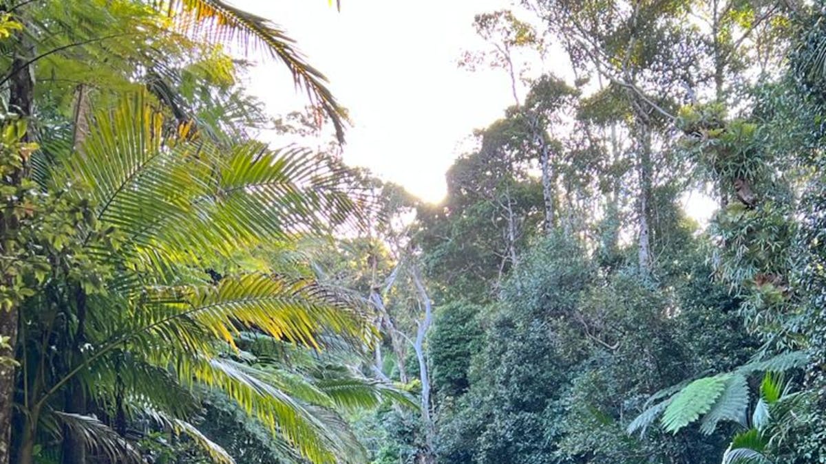 Dalrymple Heights Rainforest Stay