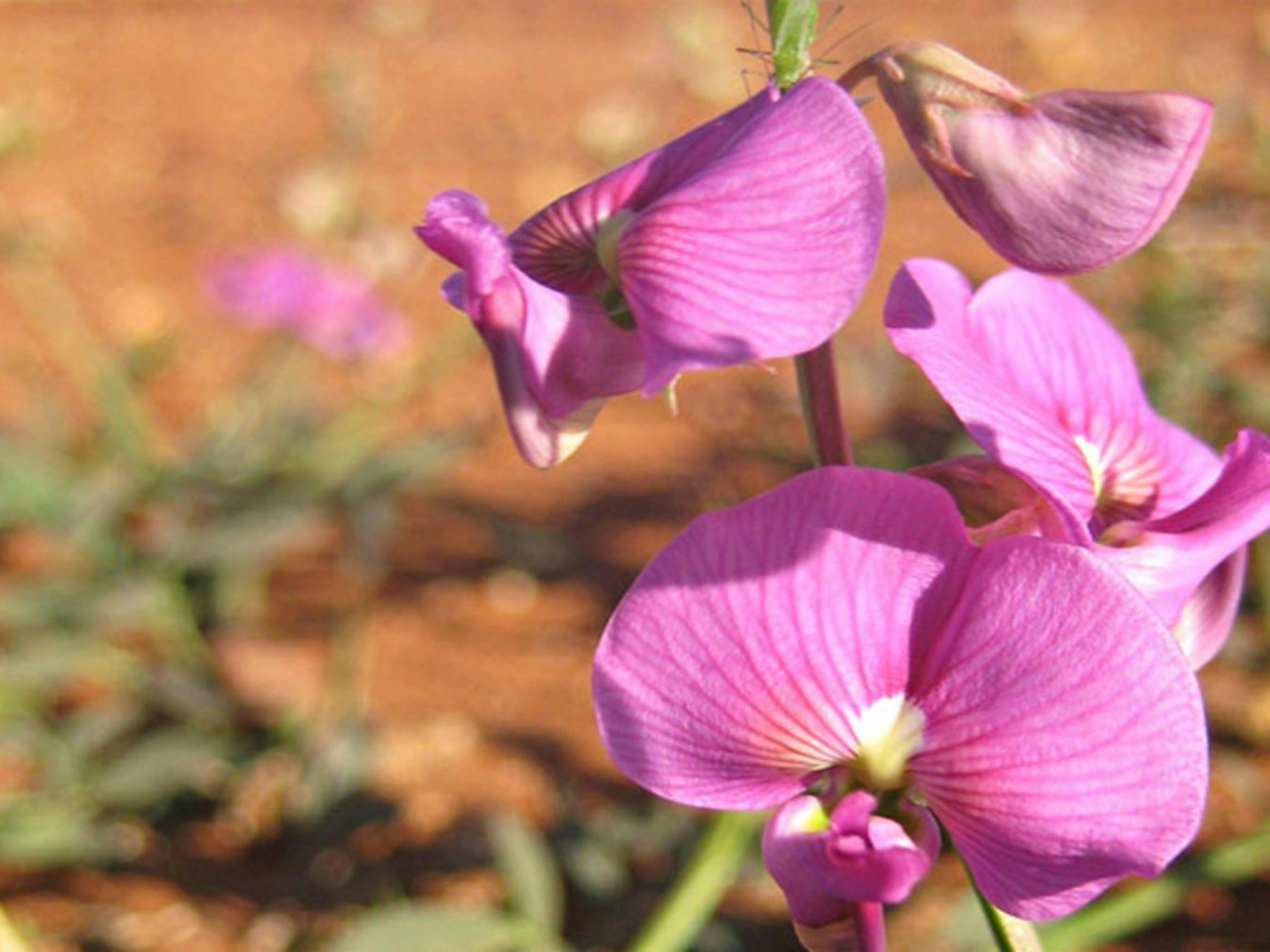 Darling pea, Paroo-Darling National Park. Photo: Julieanne Doyle &copy; DPIE