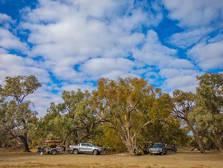 Cars parked under trees at Darling River campground, Toorale National Park. Photo: Joshua Smith/OEH.