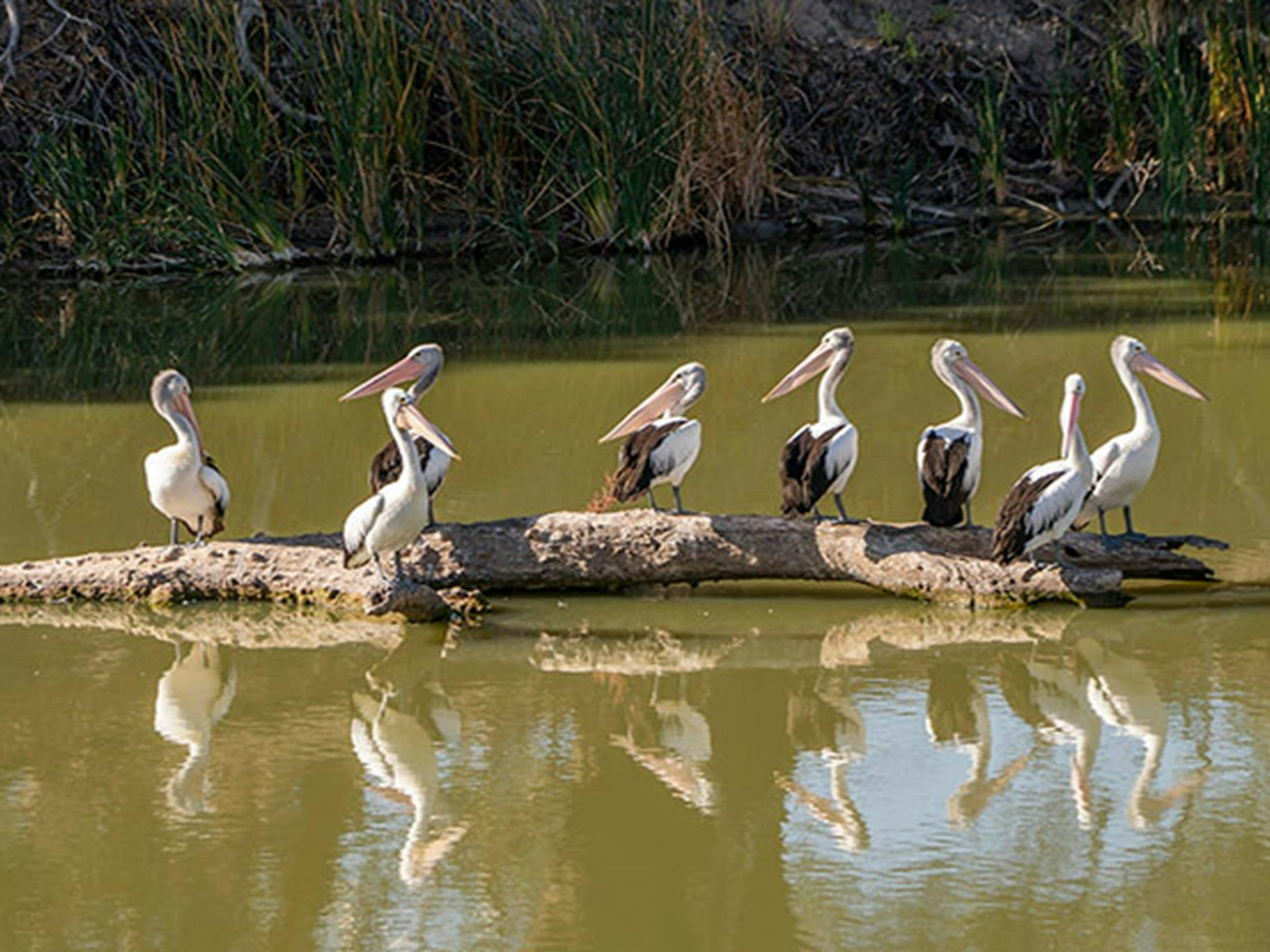 Eine Gruppe von acht Pelikanen sitzt auf einem treibenden Baumstamm im Darling River im Kinchega-Nationalpark. Foto: John