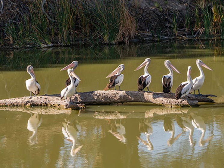 Group of 8 pelicans perched on a floating log in Darling River, Kinchega National Park. Photo: John
