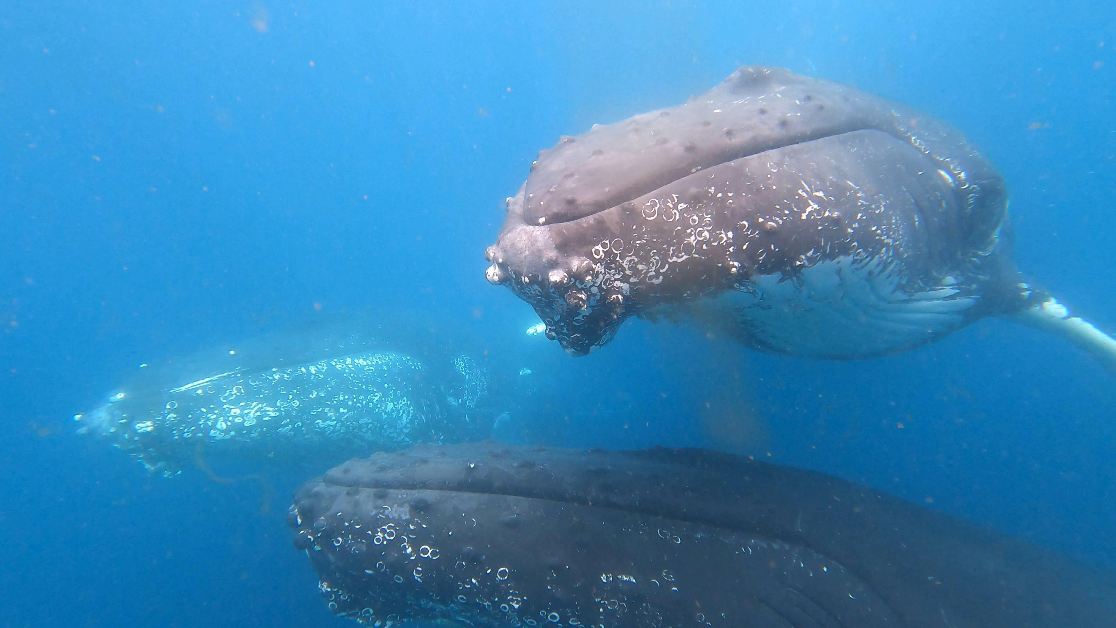 Unforgettable moments with majestic Humpback Whales (in season).