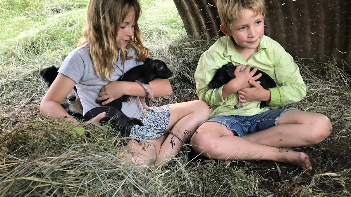 Children holding piglets