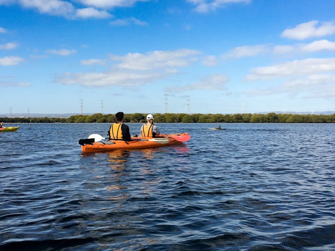 Dolphin Sanctuary Kayaking Adventure