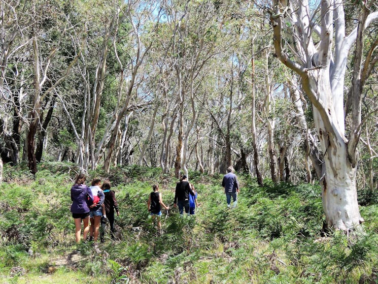 Group of kids and adults hiking in single file through Australian bush landscape
