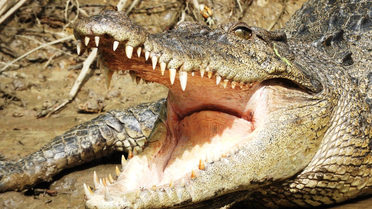 Crocodile