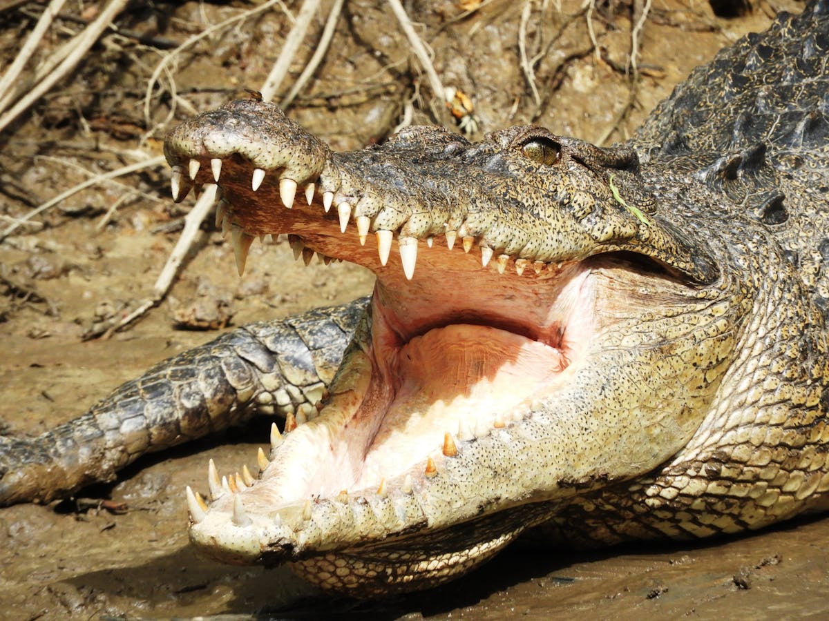 Crocodile